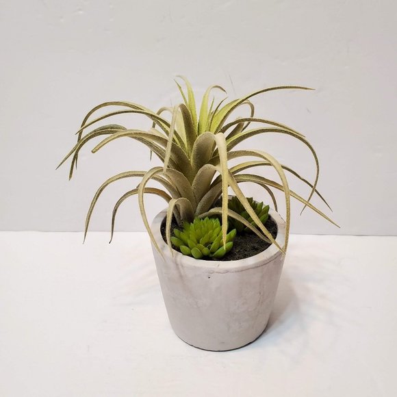 Faux Succulent Arrangement in Concrete Planter, Succulents and Air Plant - Picture 2 of 8